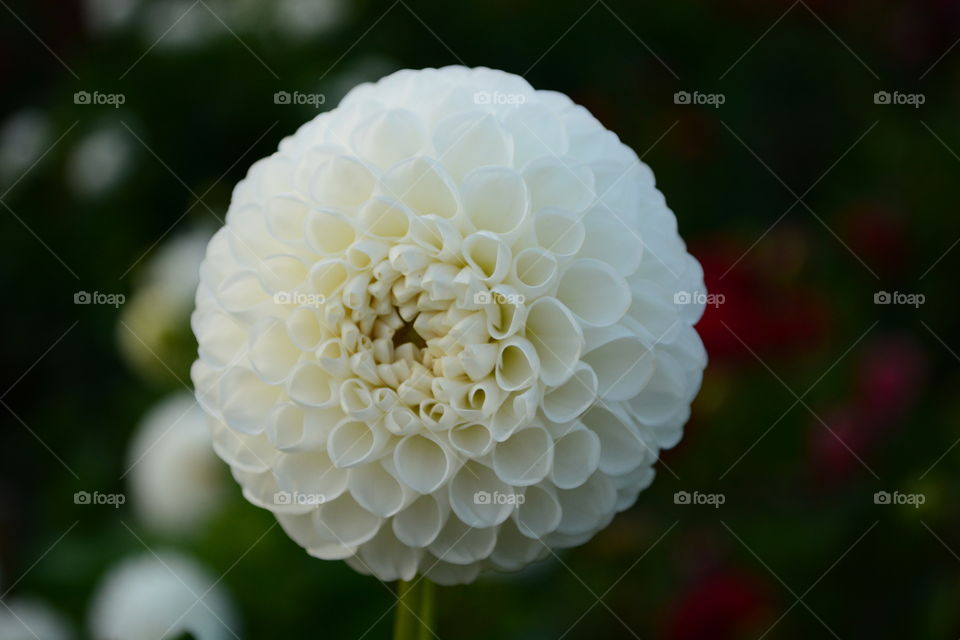 Dahlia white flower ball