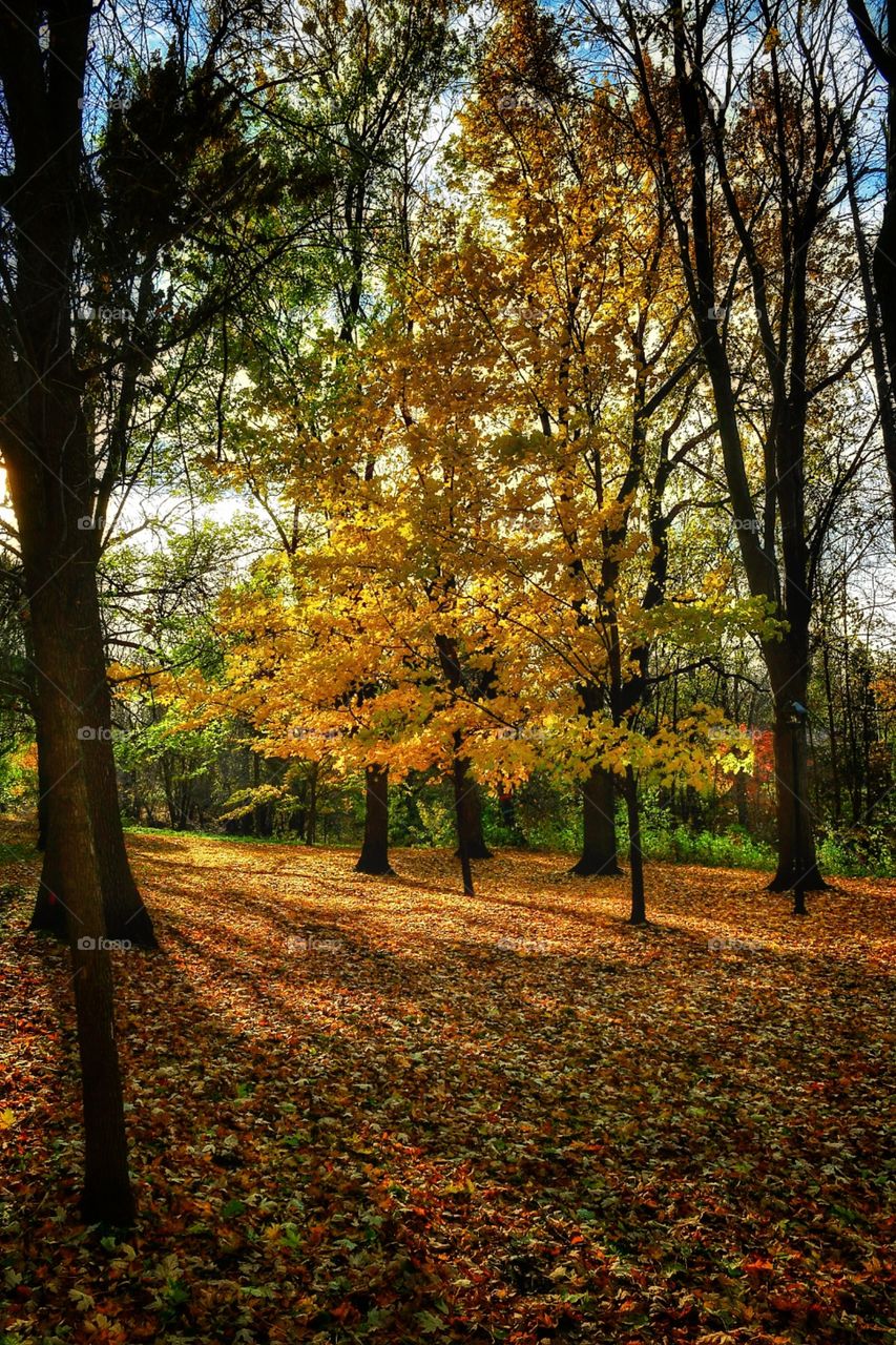 Fall Boucherville Québec 