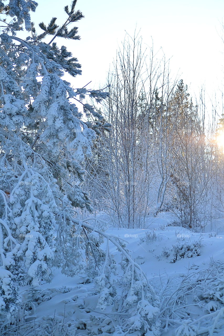 Winter landscape