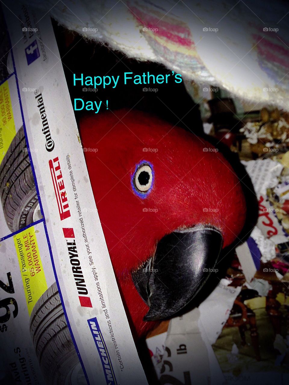 Peek a boo Parrot on Father’s Day.