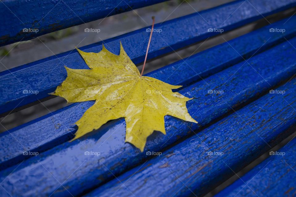 yellow autumn leaf on blue bench close up