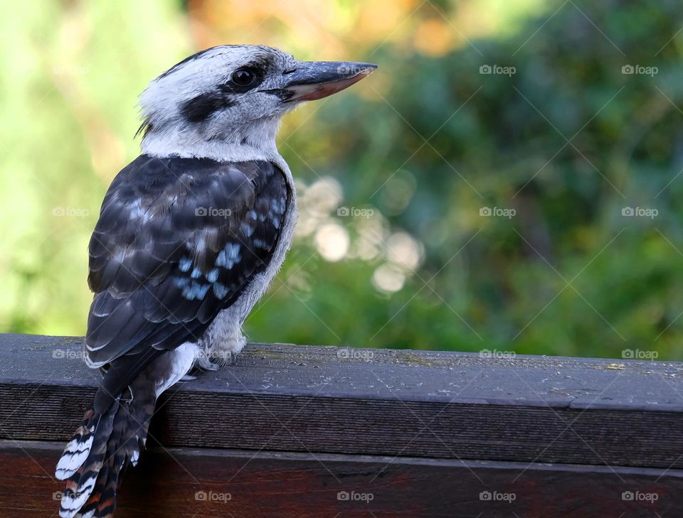 The kookaburra is endemic to Australia and is considered Australia's iconic bird