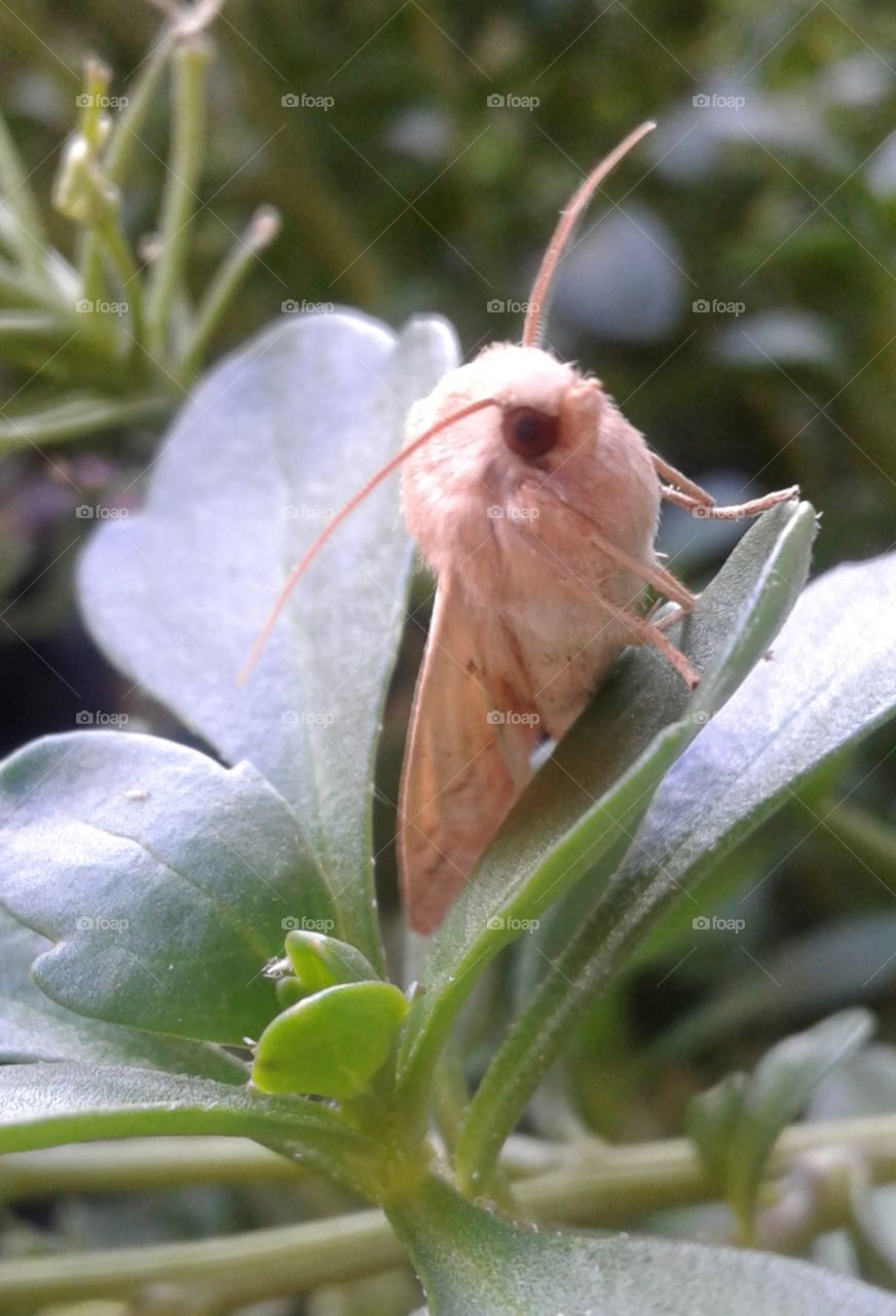 cute moth with brown eyes