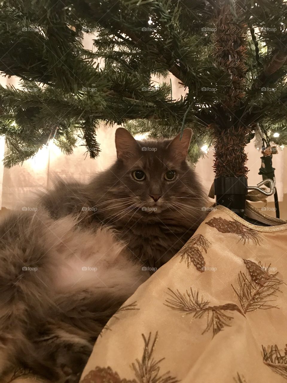 A Christmas tree cat 