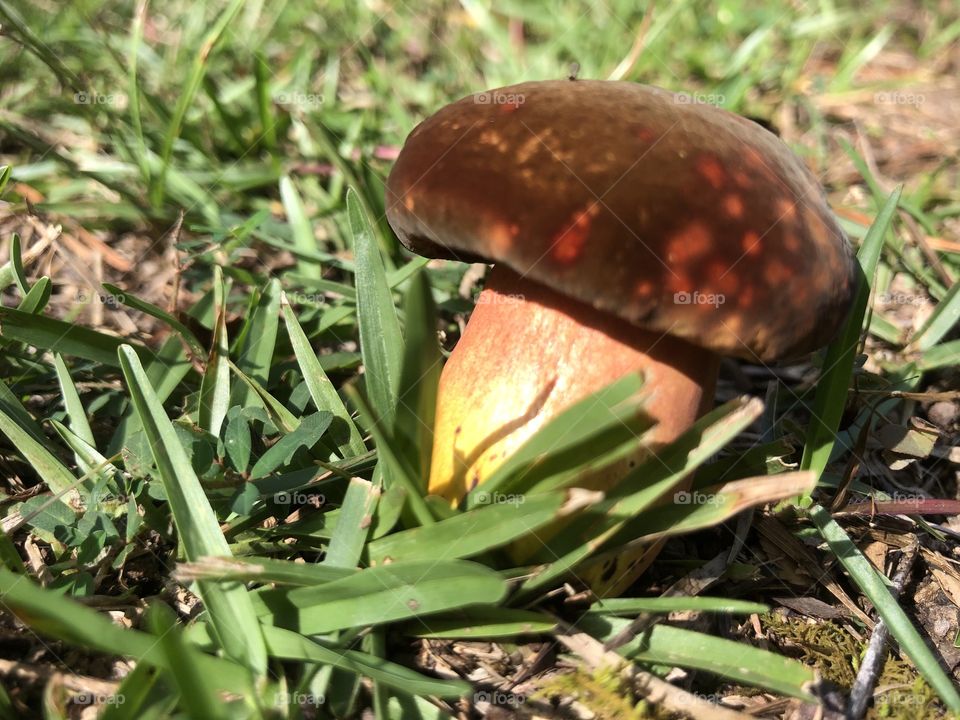 Fairy mushroom in grass
