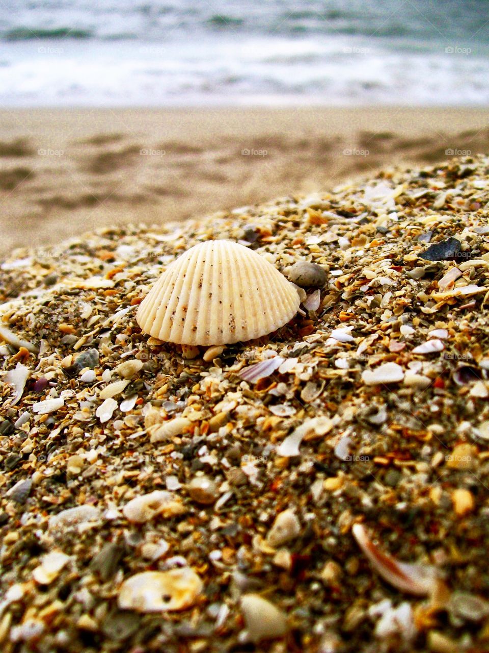 Shells on the beaches 