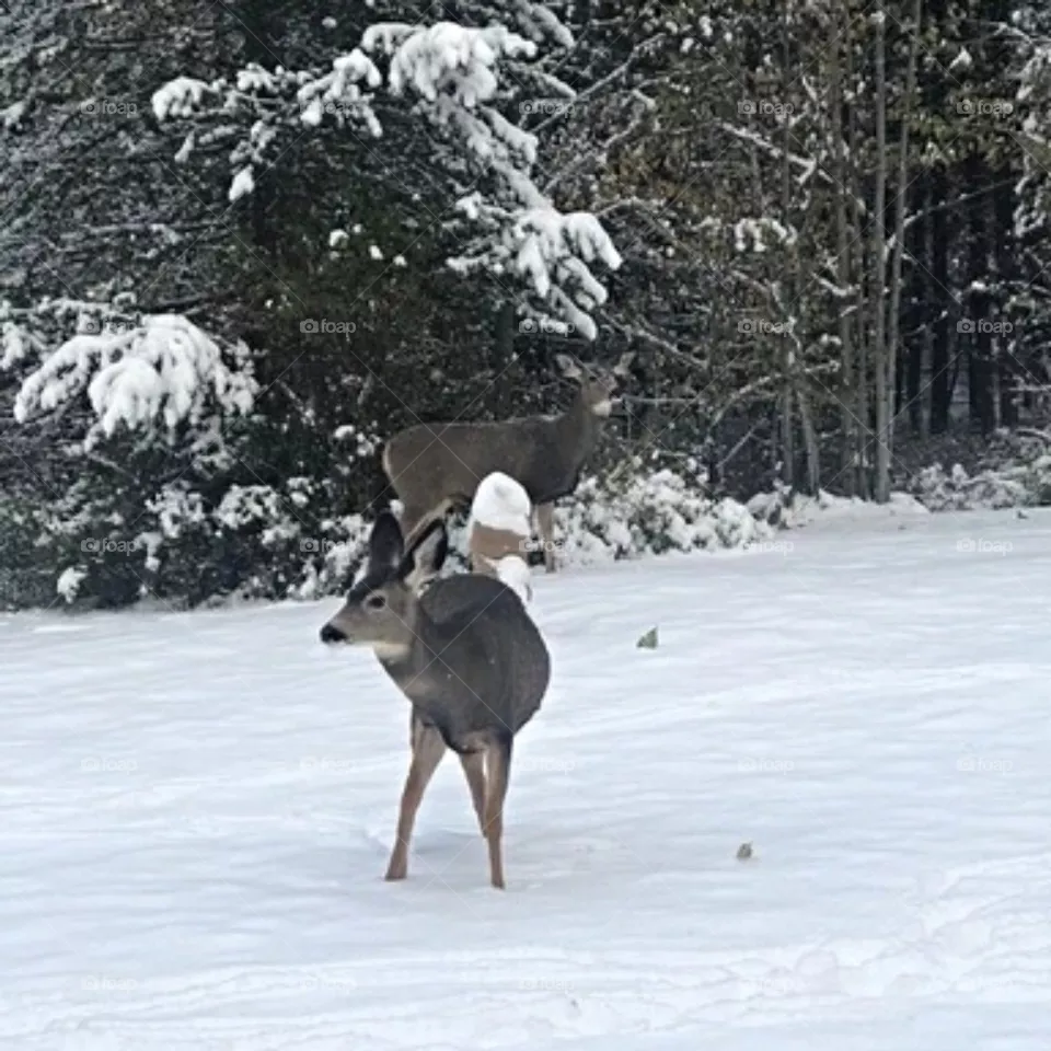 White tailed deer