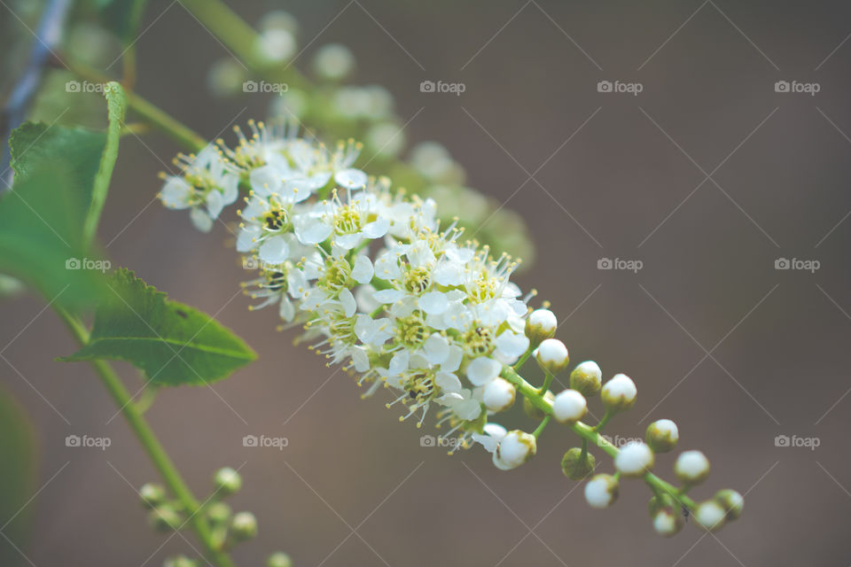 Wild Cherry Tree Blooms