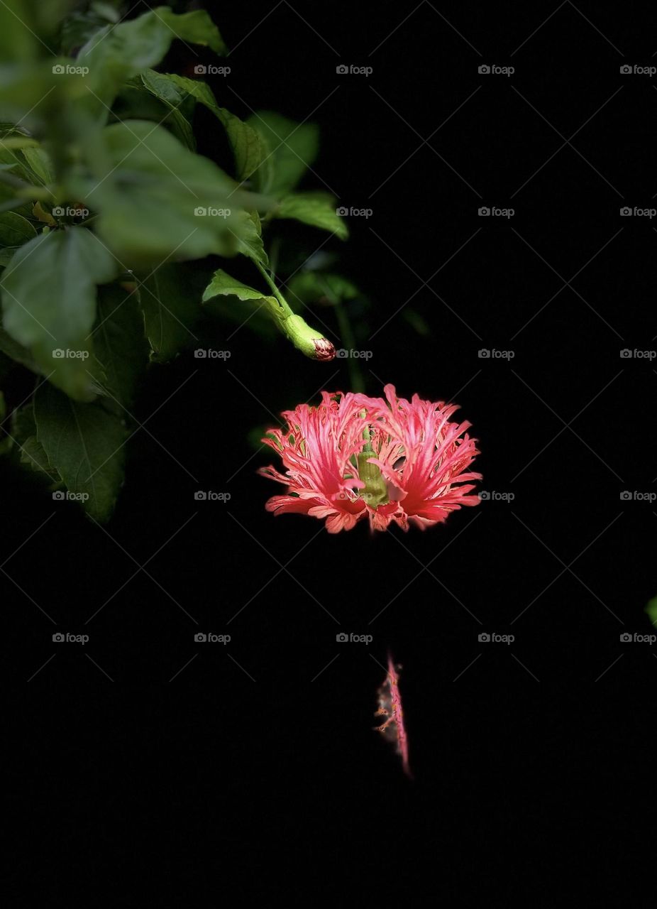 Floral photography - Hibiscus flower - Natural 