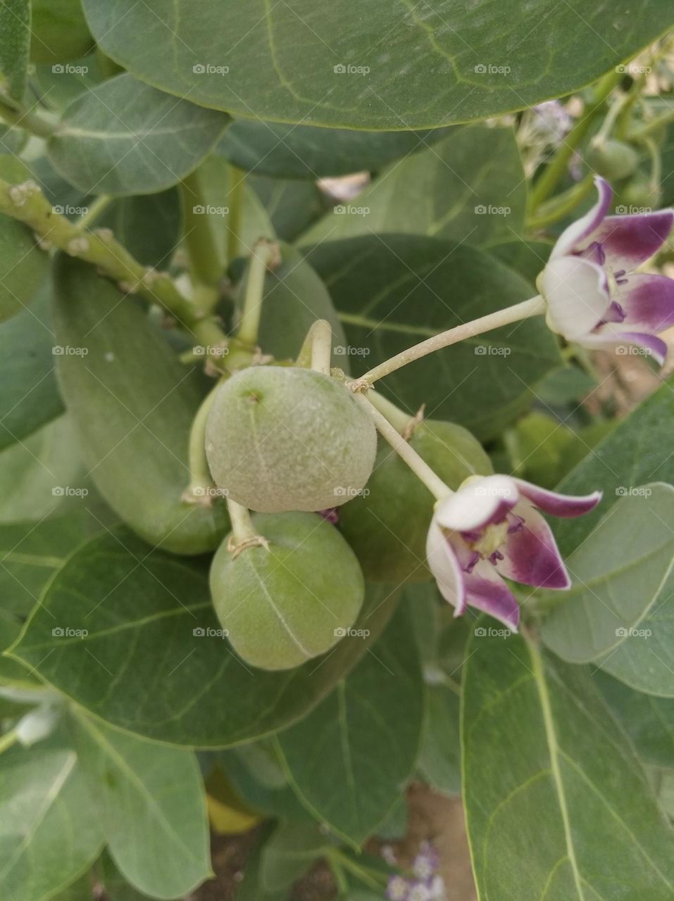 calotropis procera fruit and purple flower seasonal fresh shurb small size looks very beautiful generally found everywhere