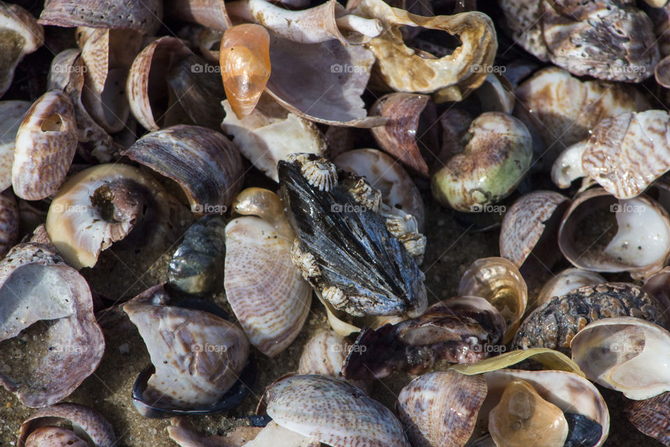 Close-up of animal shells