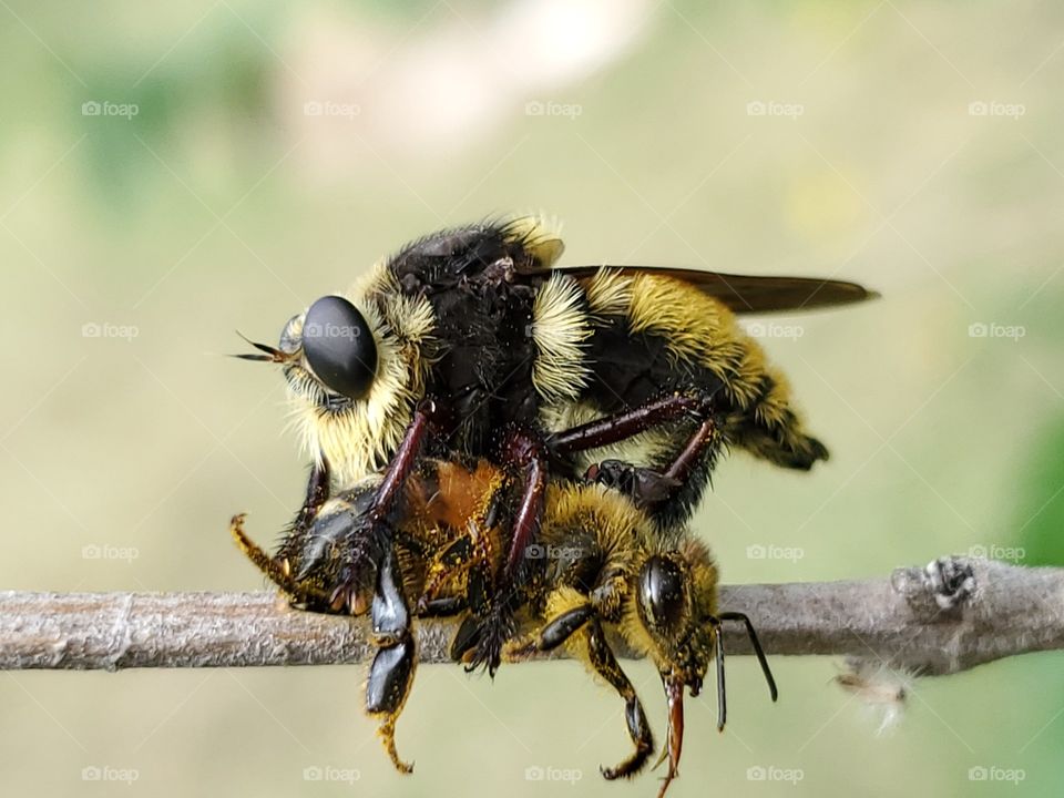 Macro of mallophora fautrix fly (Killer fly) and honeybee victim and a tiny fly on top of the honeybee's back.