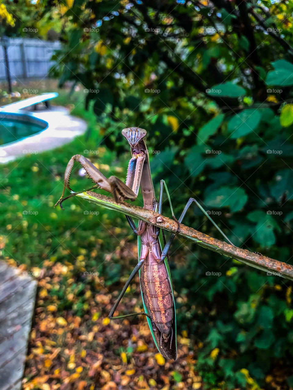 Praying Mantis