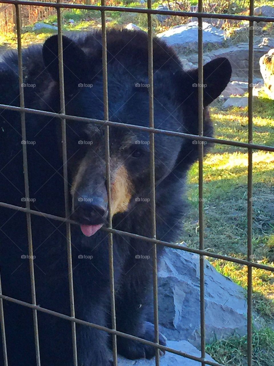 Black bear in captivity