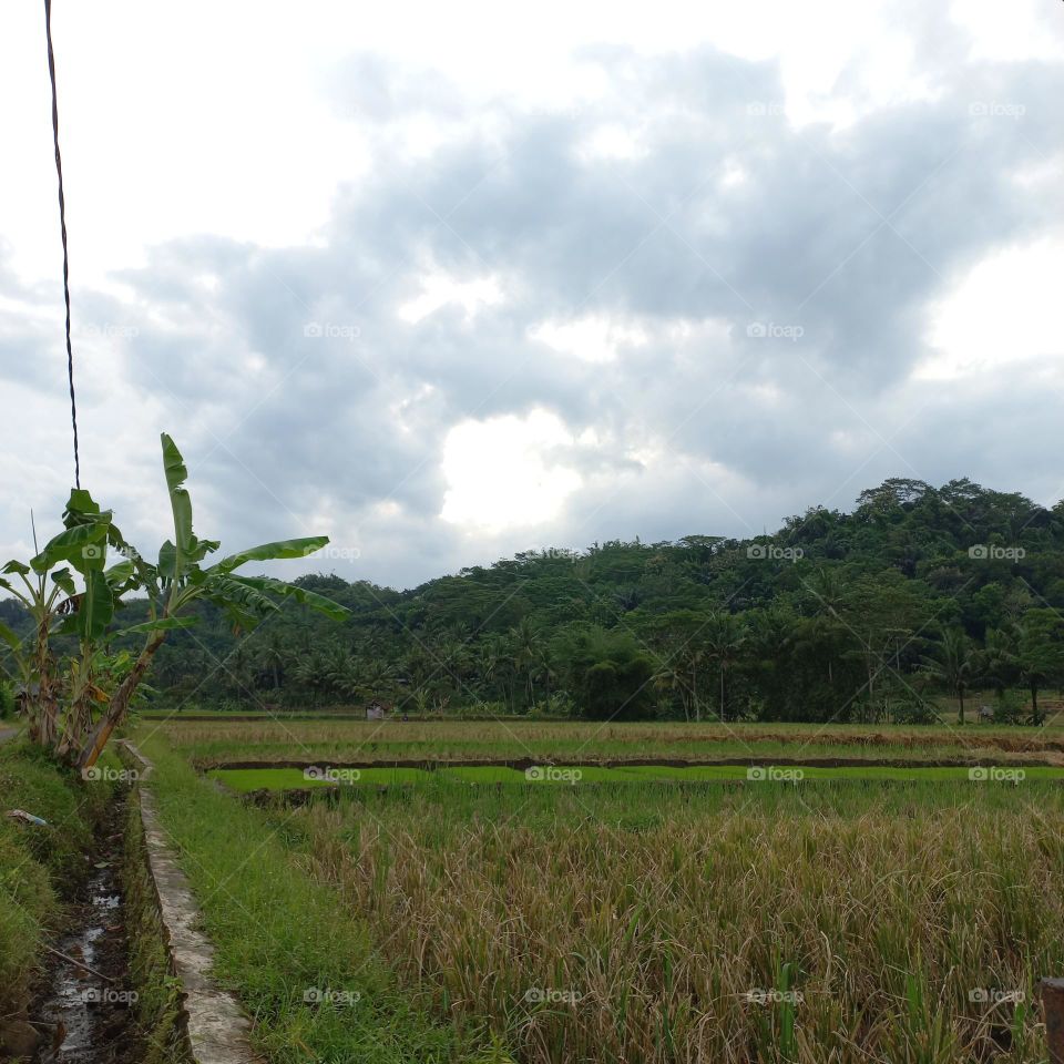 View of the rice fields near the roadside