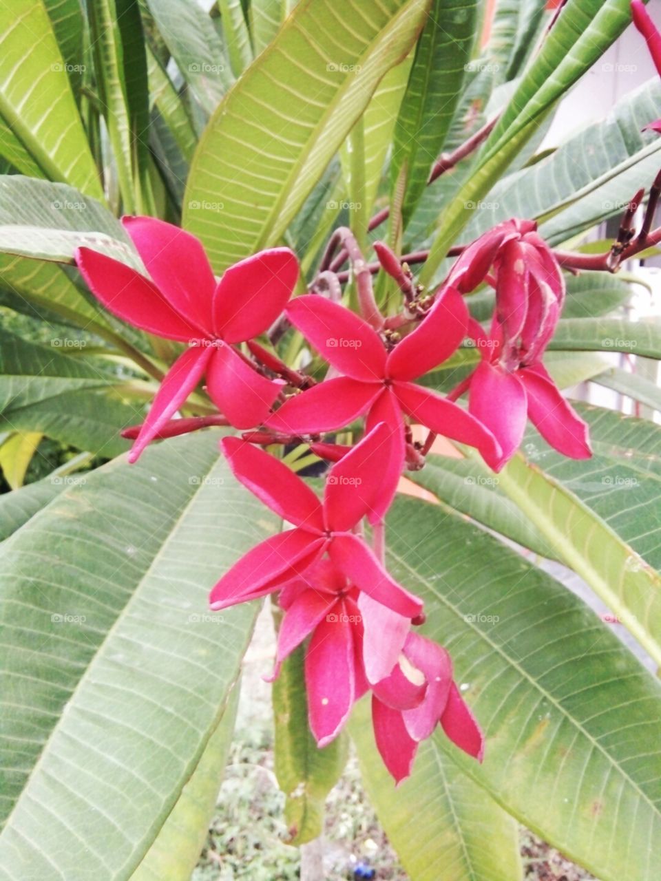 flower,good flower pics,indian flower photo,A great photo, a photo for everyone, a memorable photo, a no. photo, a cherished photo, a beautiful photo, a great photo for the best people, a sample of beautiful photography