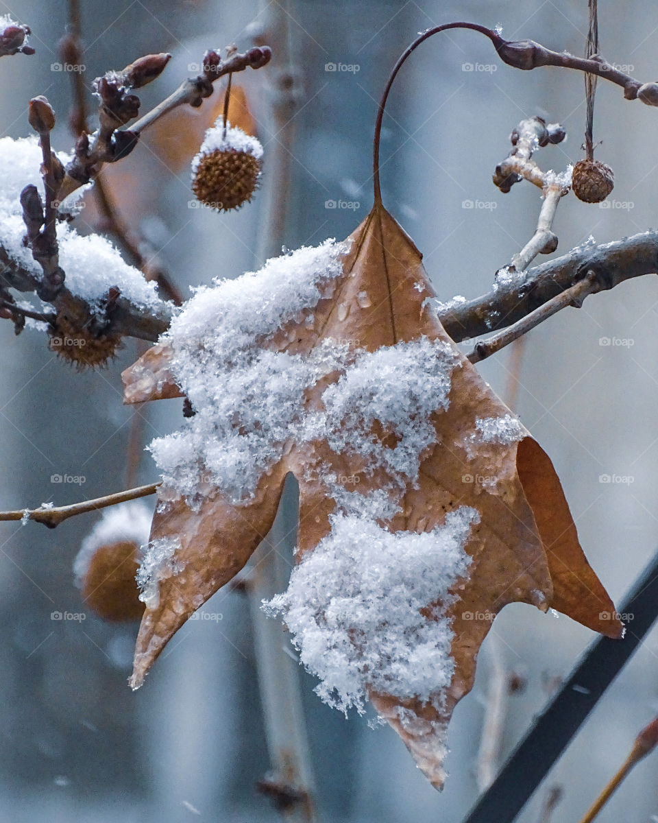 Snowy leaf