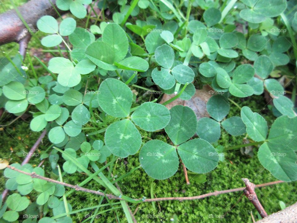 clover and moss