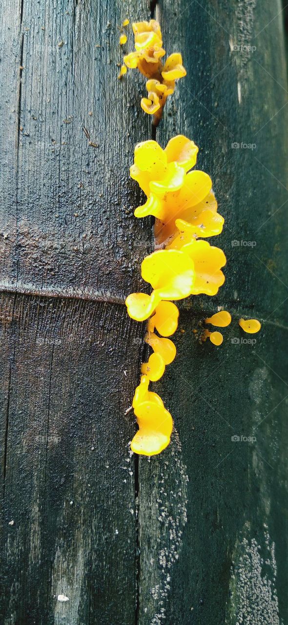 Yellow mushroom growing on the trunk of a bamboo tree