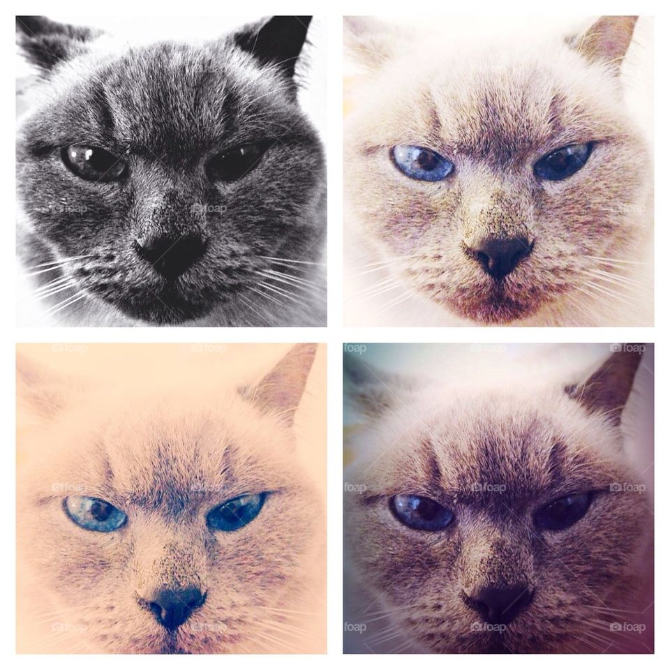 Cat collage 