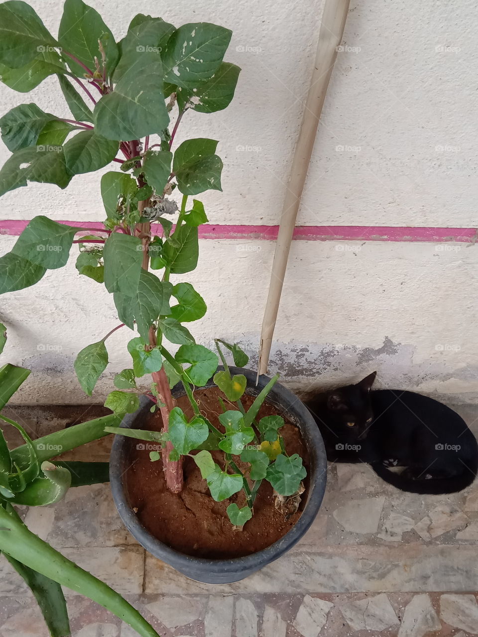 भारत के कैट