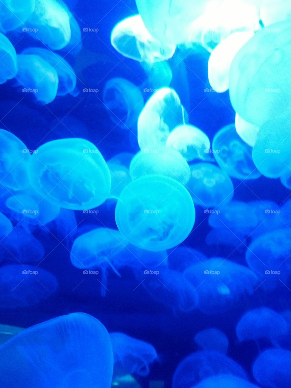 Blue Jellyfish