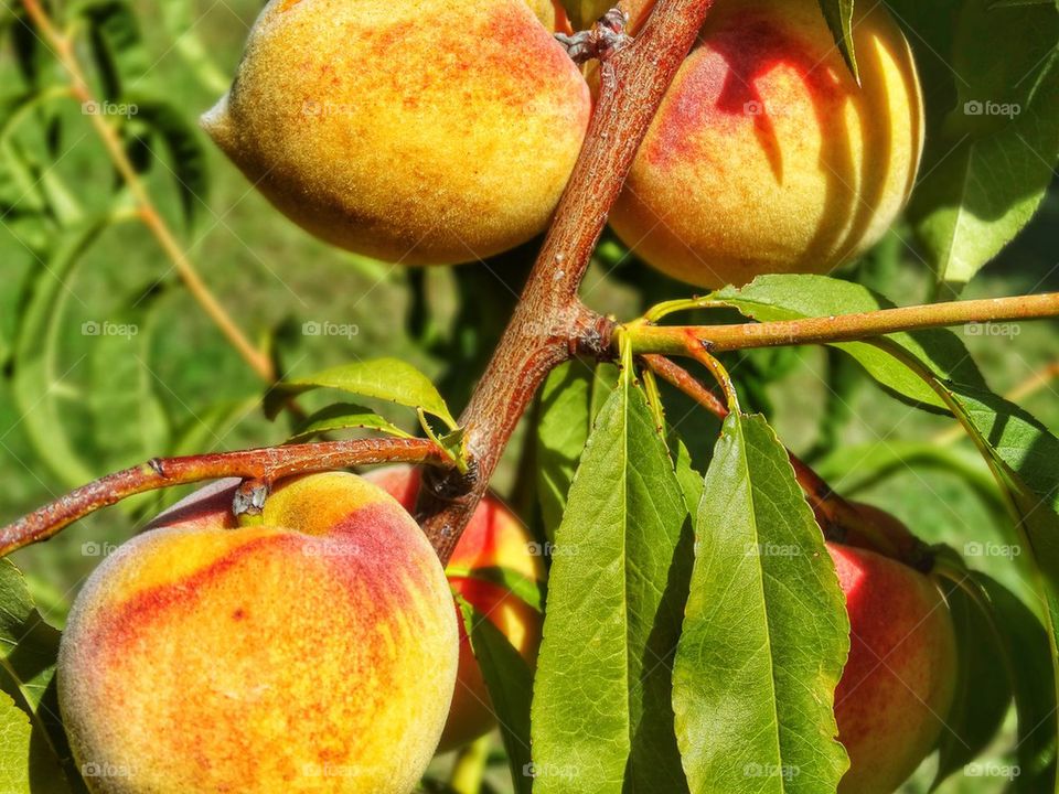 Fresh Peaches. Peaches Growing On A Tree