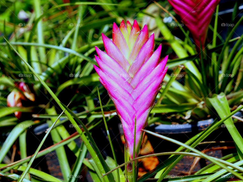 Tillandsia flower