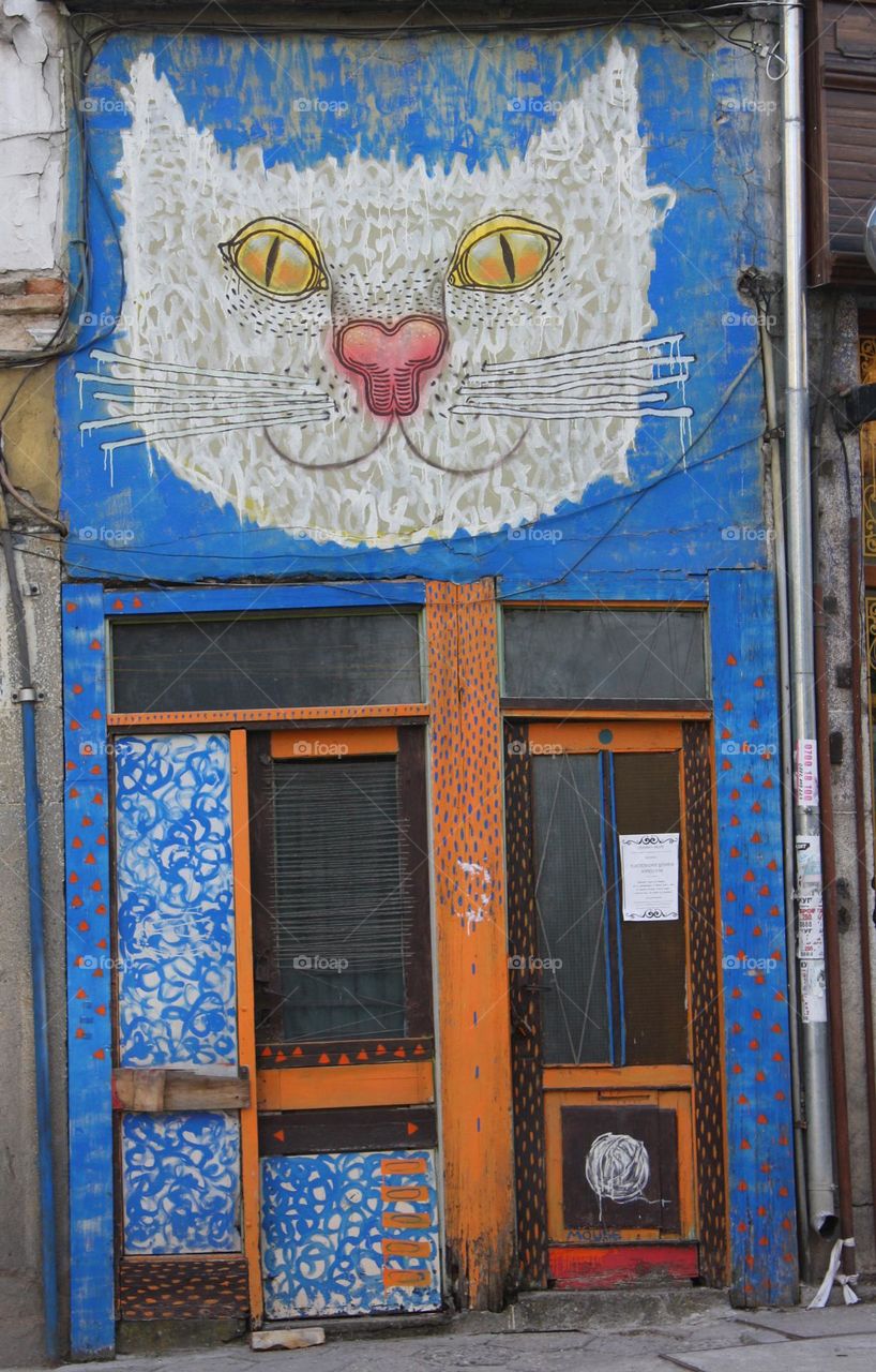 Street art, white cat on blue wall and door