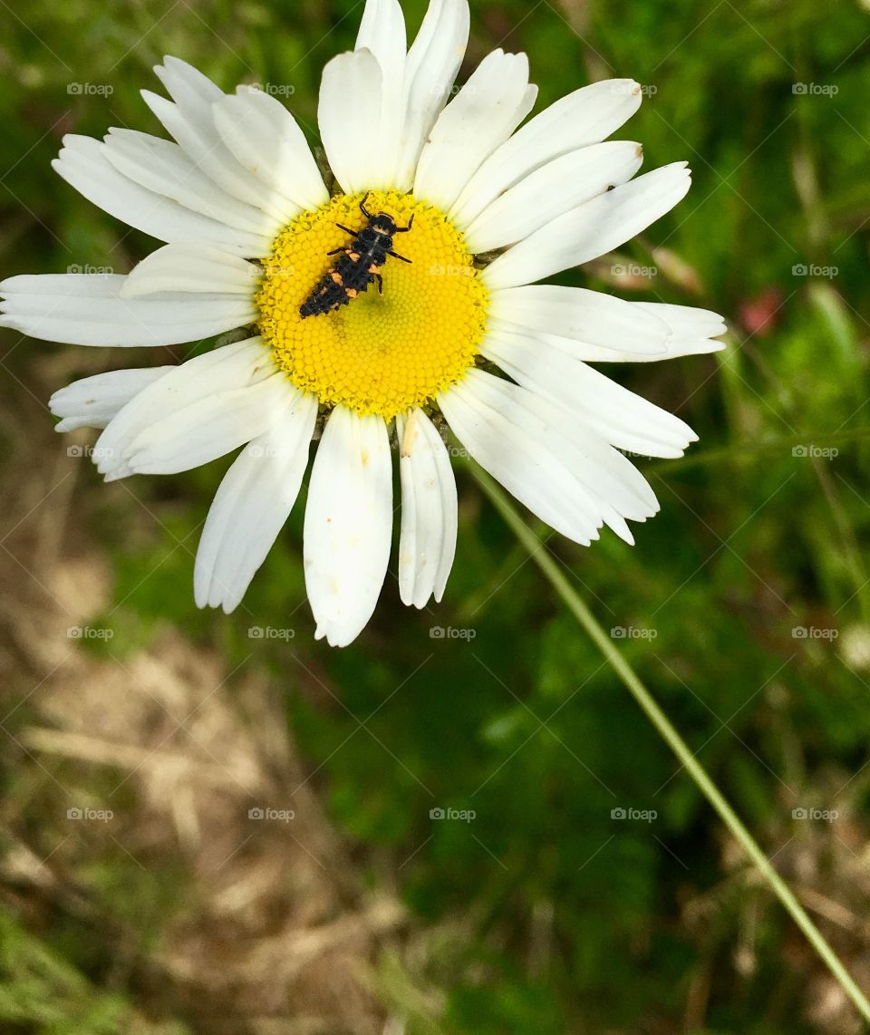 Daisy and bug