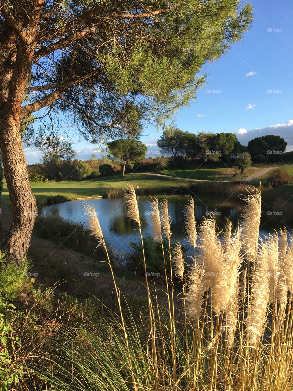 Landscape with pampa grass in evening sunlight 