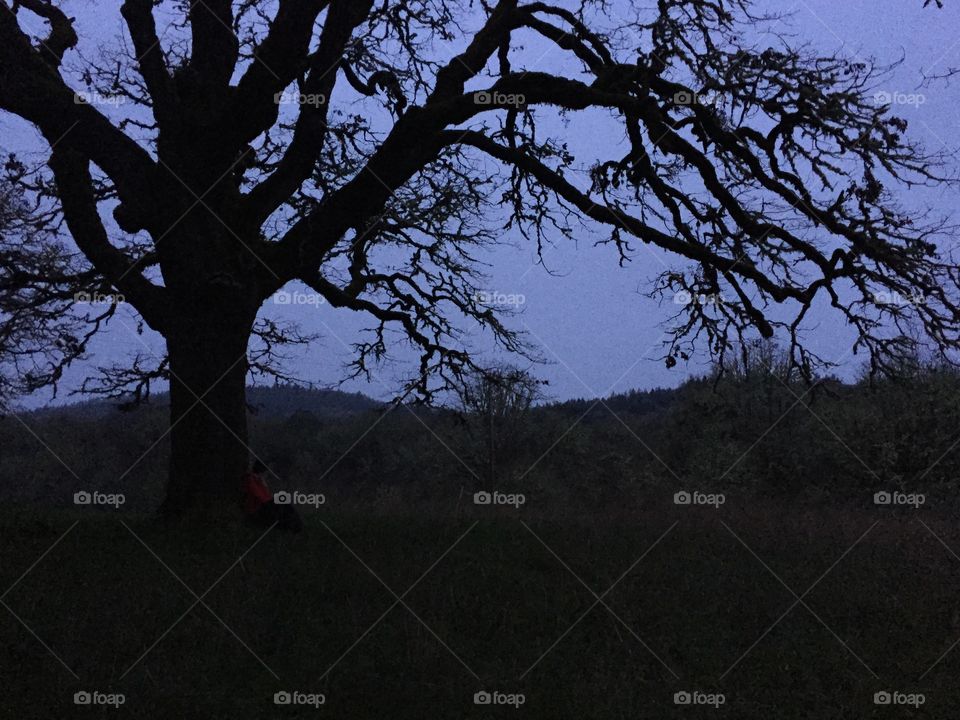 Tree in purple sunset 