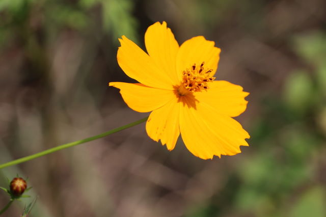 Yellow flower partrait with green stick.