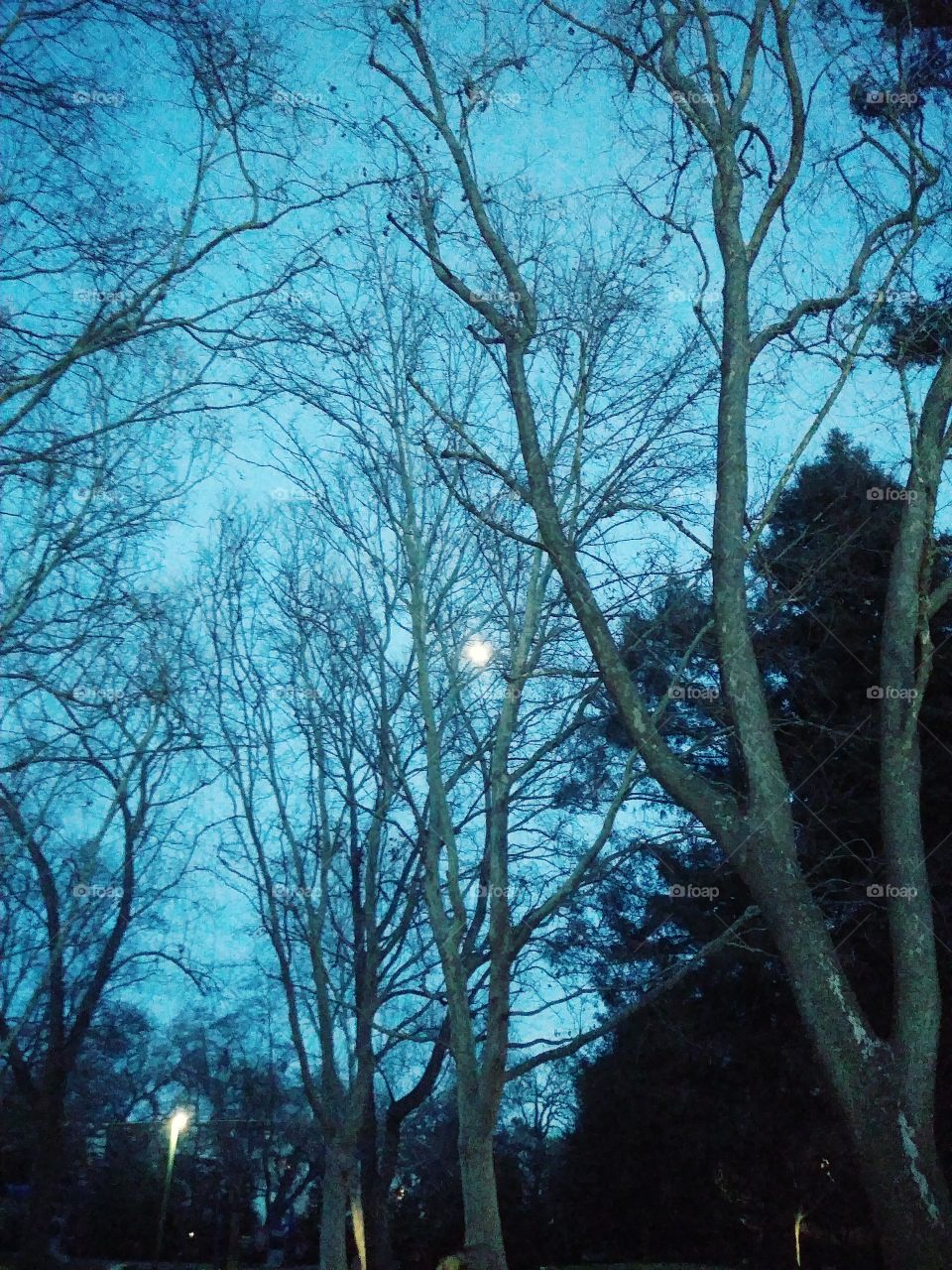 Full Moon over park