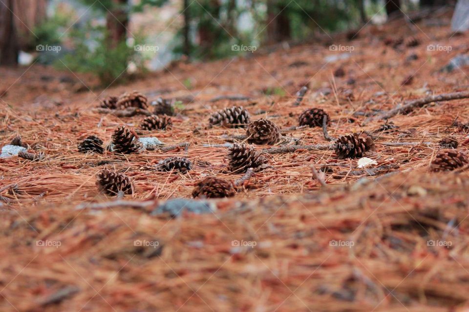 A beautiful close up of pine cones Galen on a bed of evergreen branches in Idyllwild California 