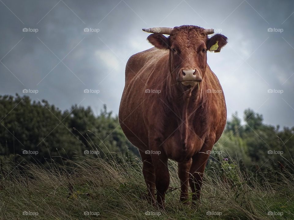 Bull staring at camera