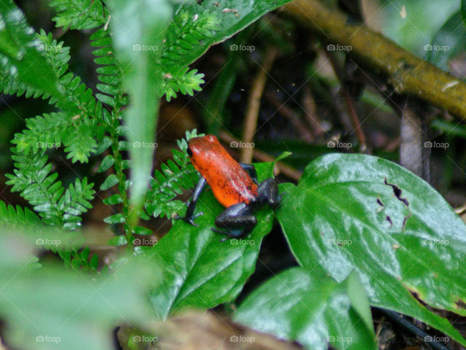 Red frog