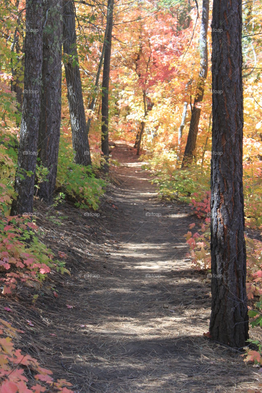 Autumn hike at 4th of July Canyon Manzano Mountains in New Mexico 