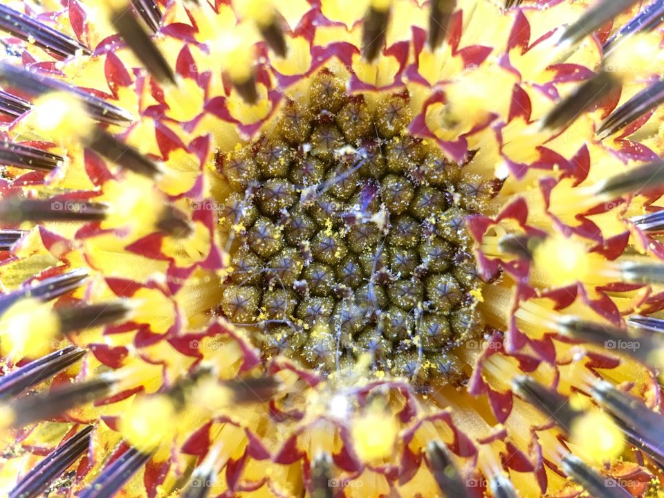 Closeup of a sunflower