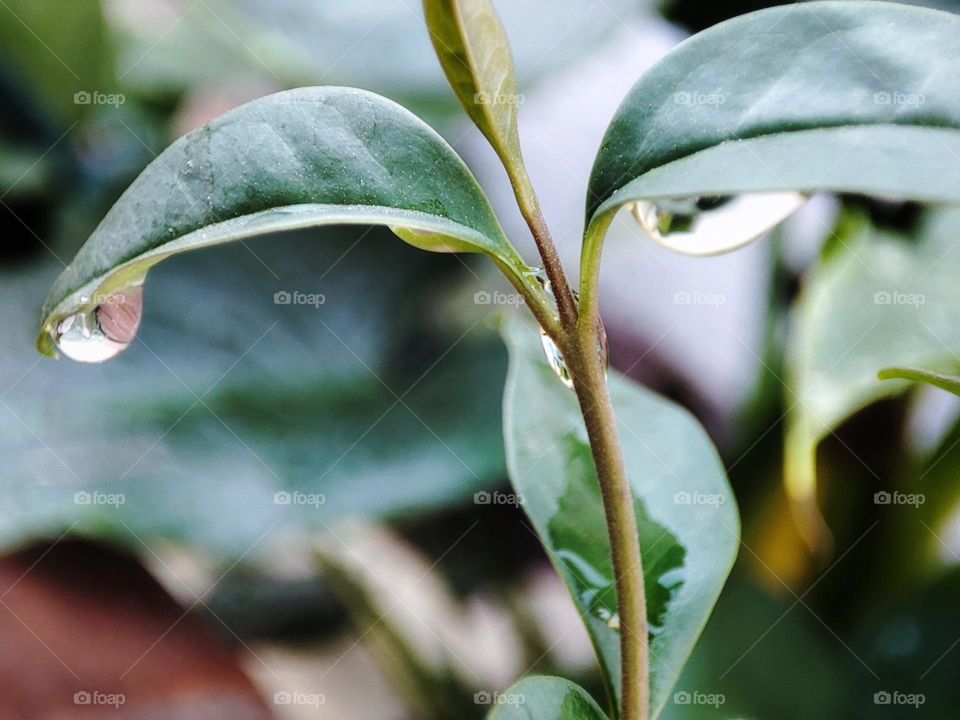 Droplets on leaves