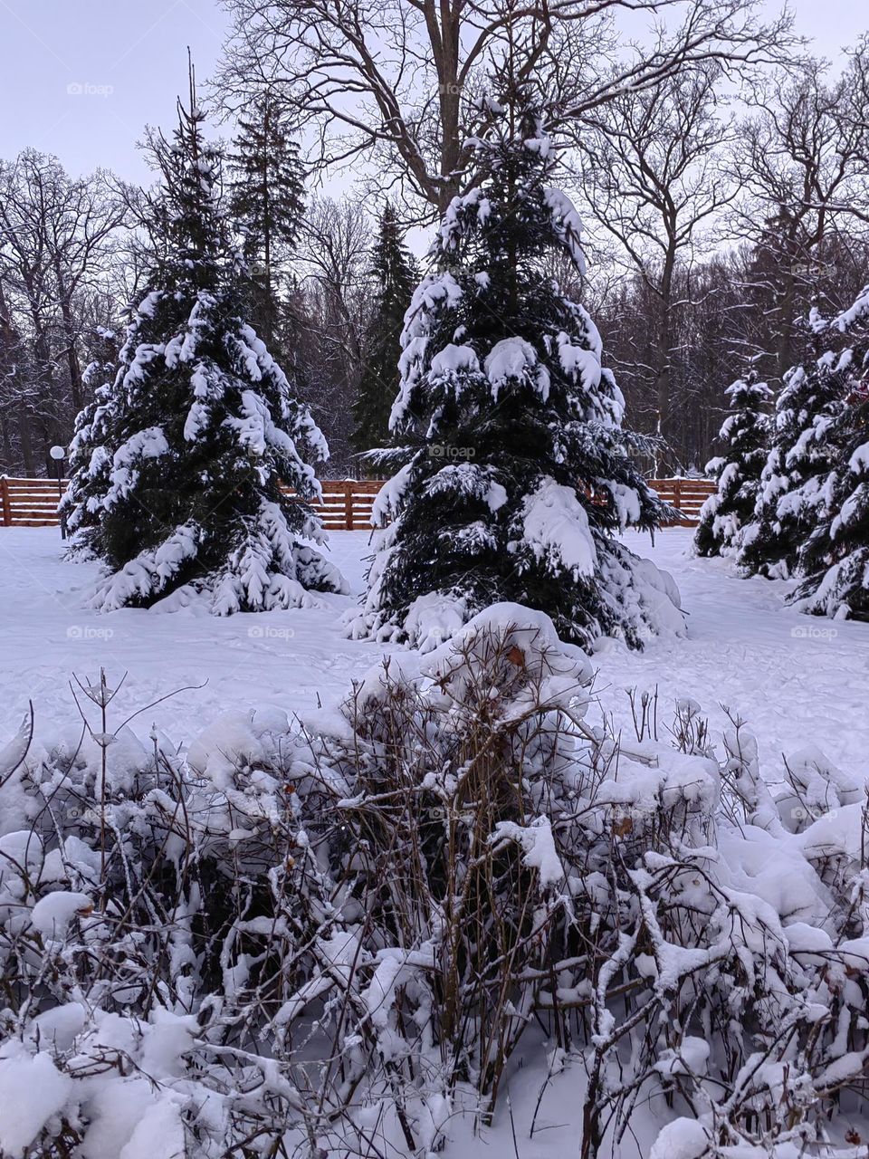 Сказочный лес