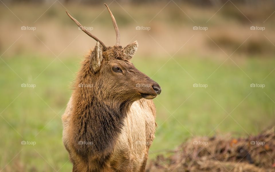 Elk looking away