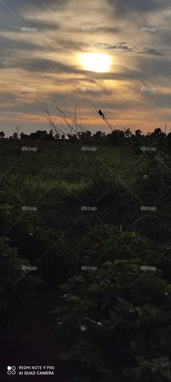 The view of the setting sun is pleasing to the mind