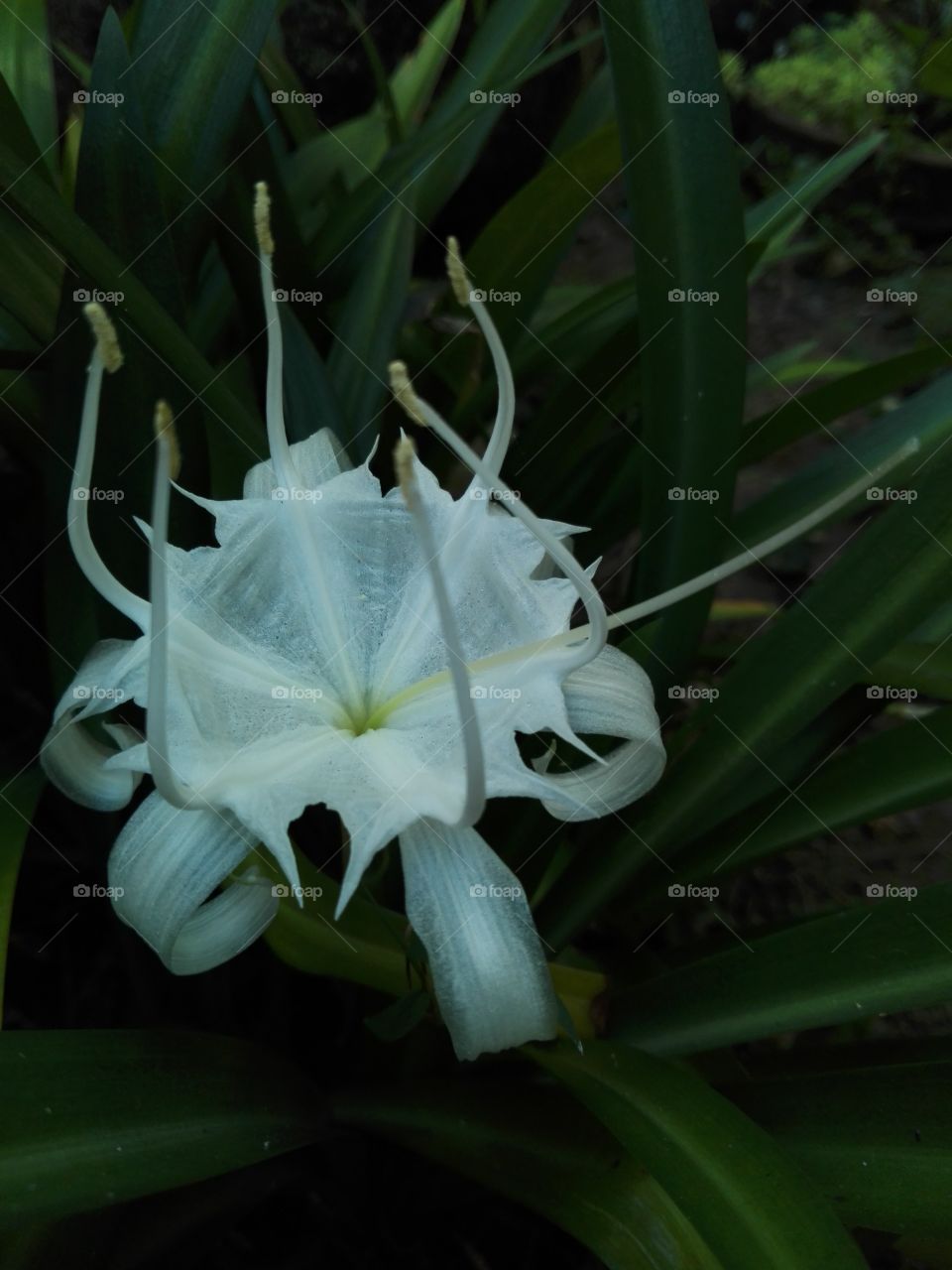 A rare beautiful white flower.