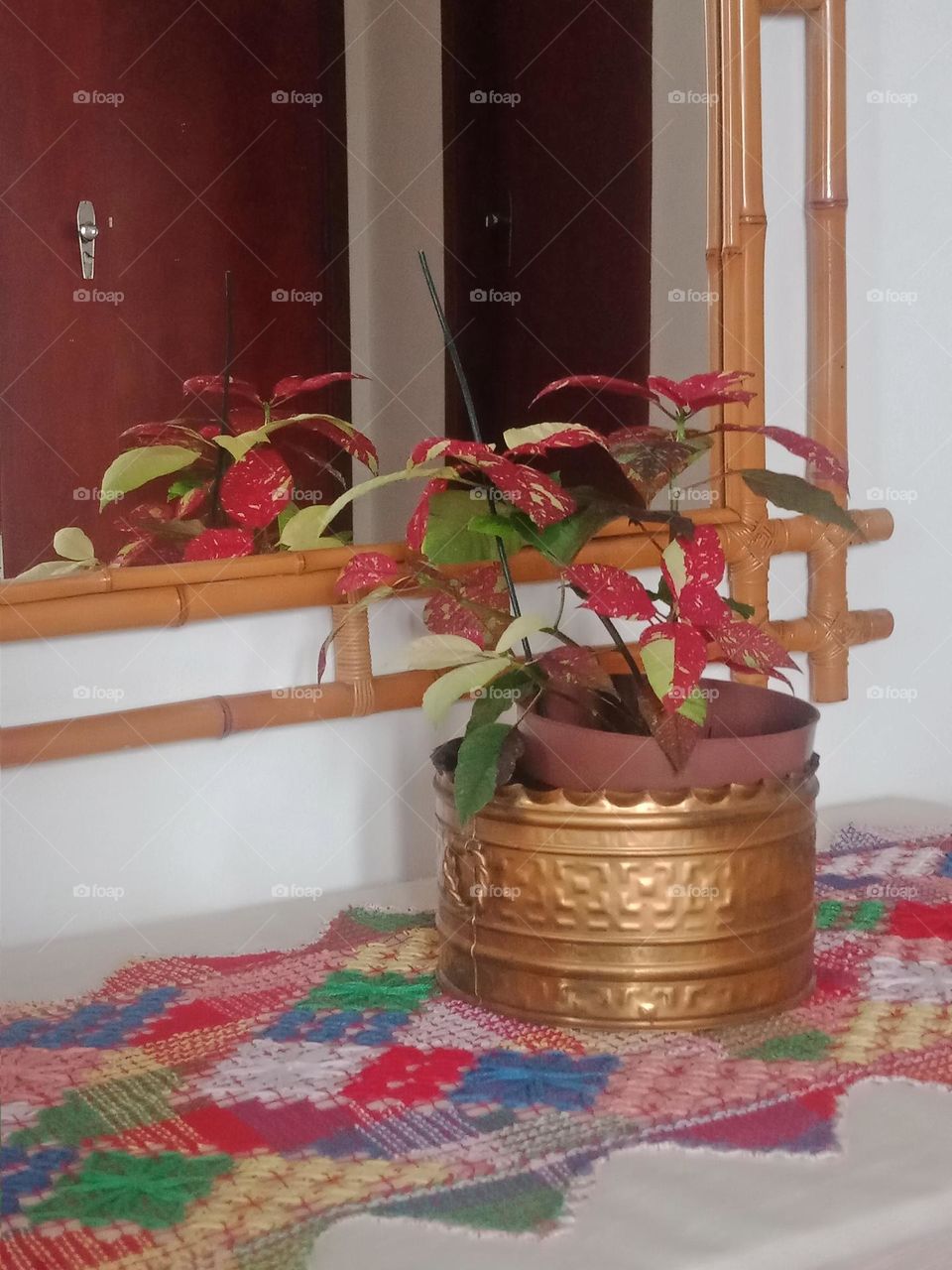 Hypoestes plant, looks like a flower, red leaves. Plant in a pot