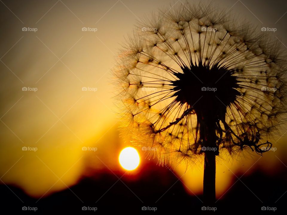 Sunset Dandelion
