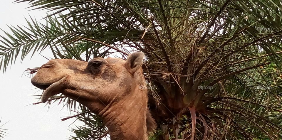 Camel and Palm tree