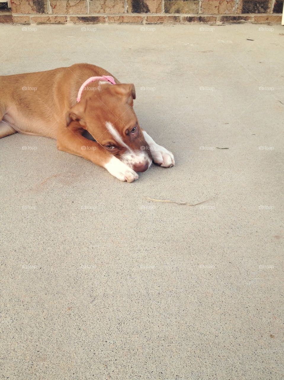 laying collar porch ears by msanch