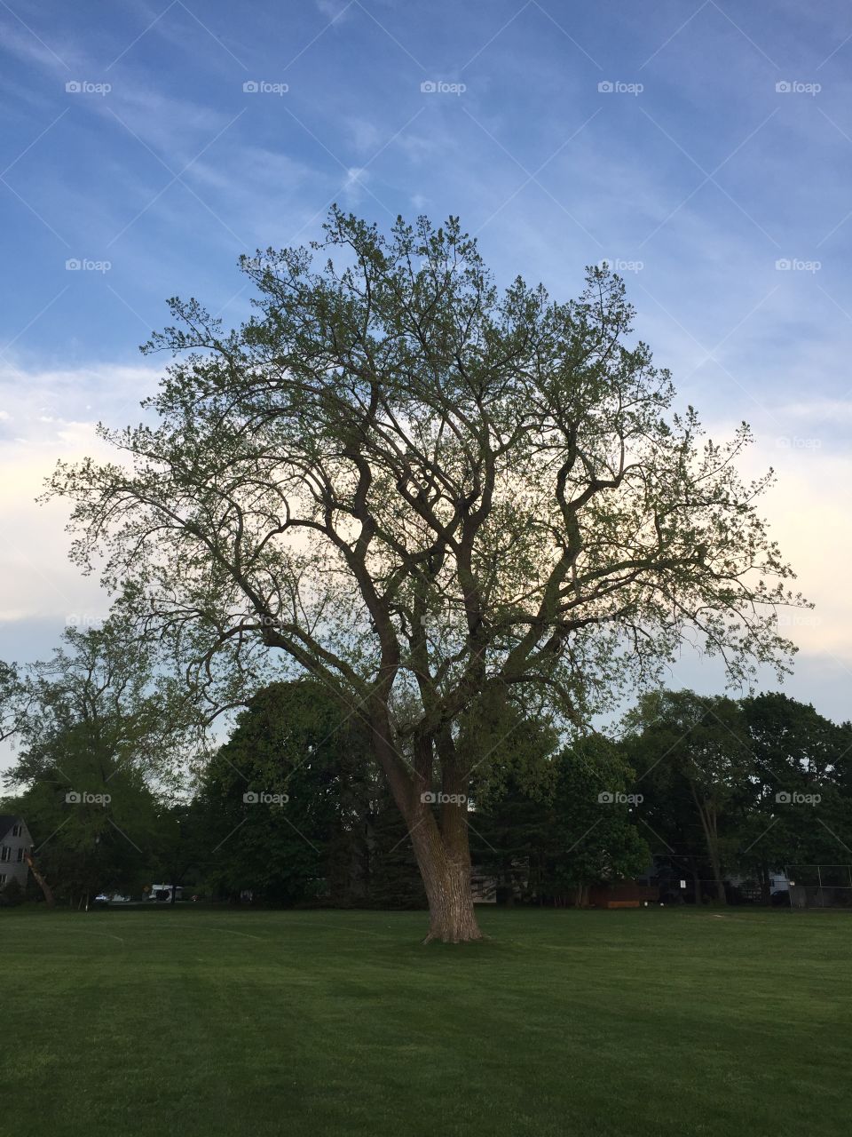 Giant tree in the middle of the practice fields 
It must be over 200 years old 