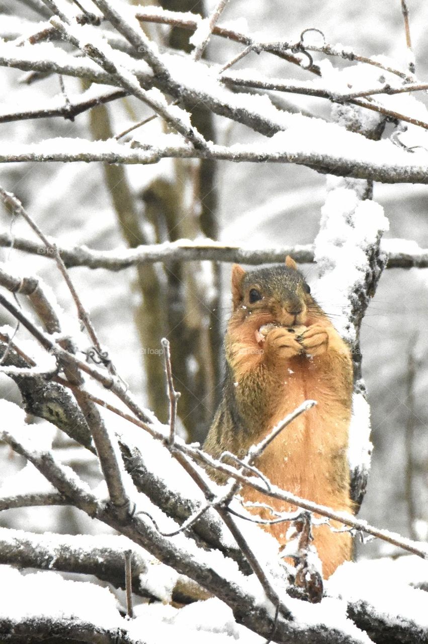 Squirrel eating in the winter 
